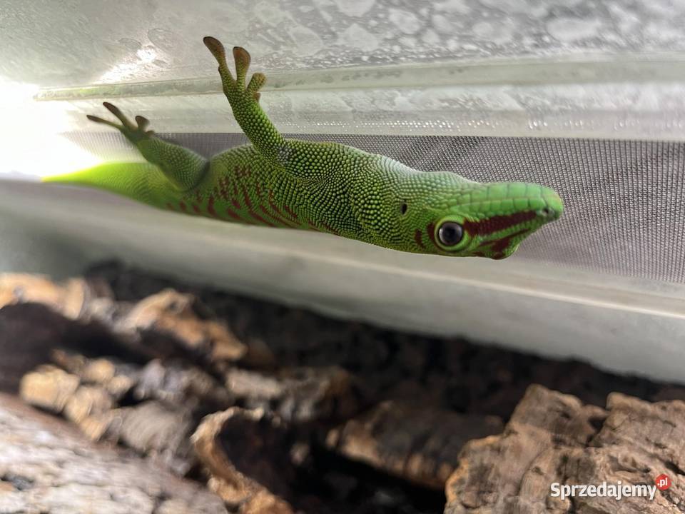 Felesumy Madagaskarskie Radom