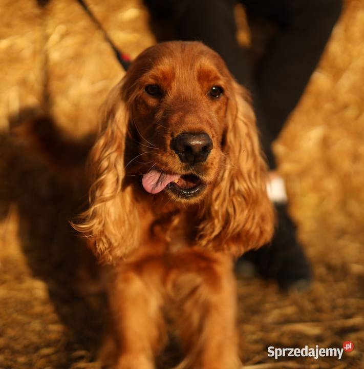 Reproduktor do krycia cockier spaniel angielski Piaseczno