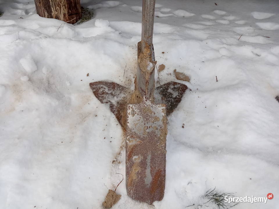 Głebosz amazone Siedlce sprzedam
