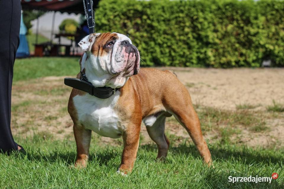 Buldog Angielski REPRODUKTOR krycie championem Pozostałe Bydgoszcz sprzedam