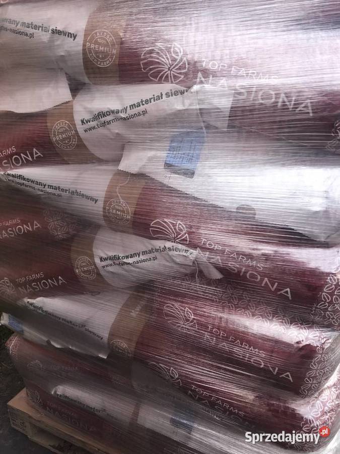 Pszenica jara Tybalt Quintus Dorium C1 Opatów