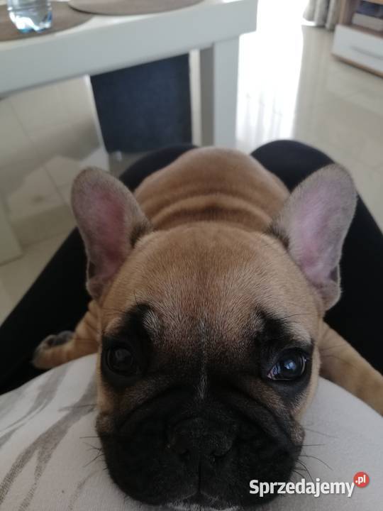 Buldog francuski małopolskie Siedliska