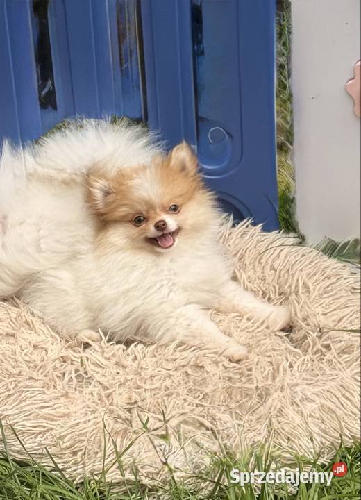 Szpic miniaturowypomeranian Zrębice
