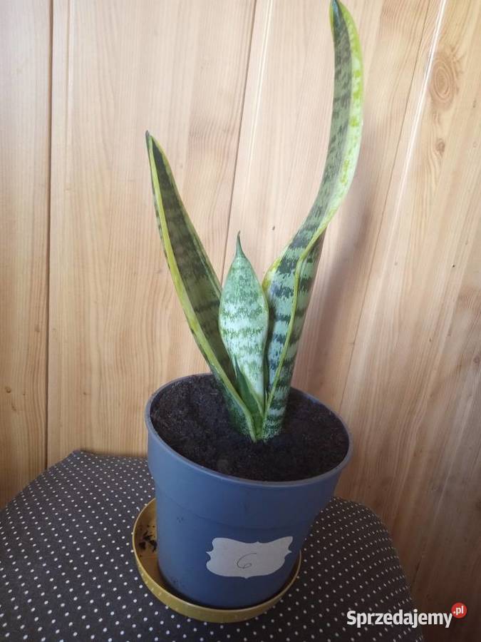 Sansevieria kwiat doniczkowy kwiaty Liściaste świętokrzyskie Kielce