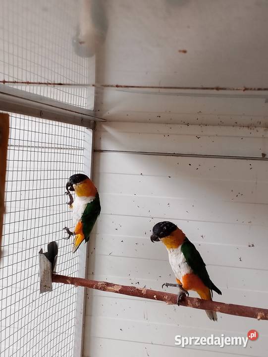 Barwinki czarnogłowe Strzeleczki