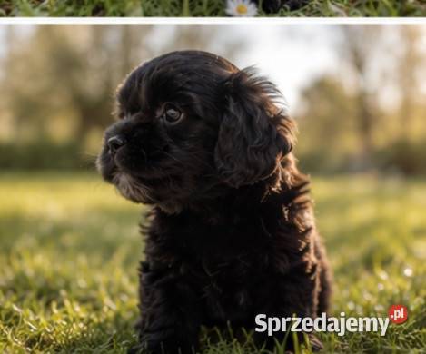 Maltipoo suczka Krapkowice