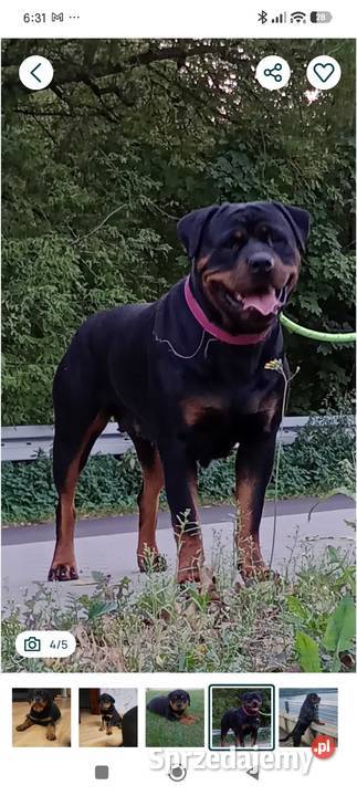 Szczeniak rottweiler suczka Lublin