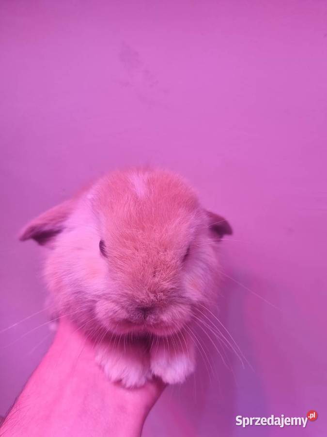 Królik baran baranek mini lop karzełek Rybnik