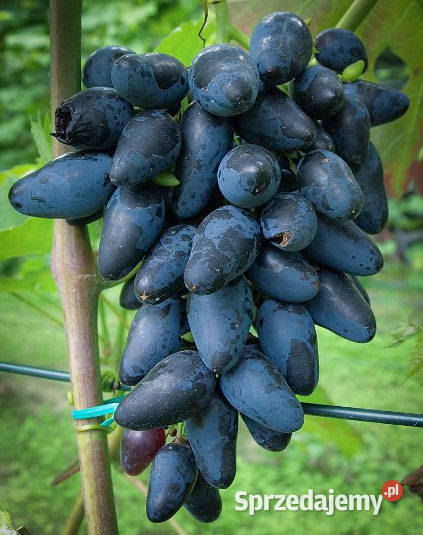 Sadzonki winorośli deserowych Owocowe Świdnik