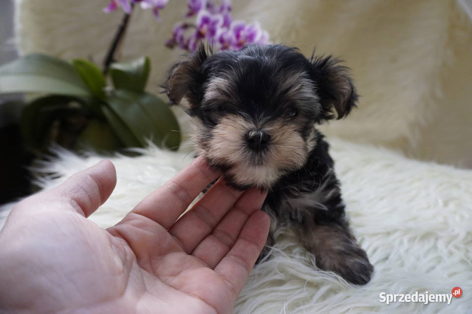 York Maltańczyk Sobótka