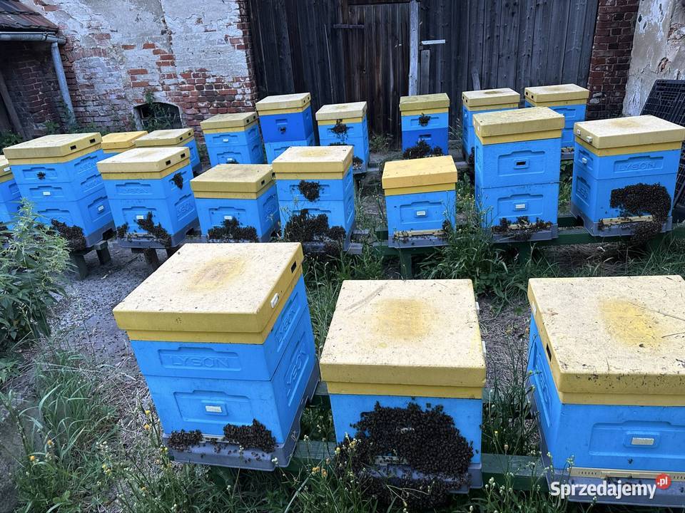 Pasieka na sprzedaż zdrowe i silne pszczoły Twardawa