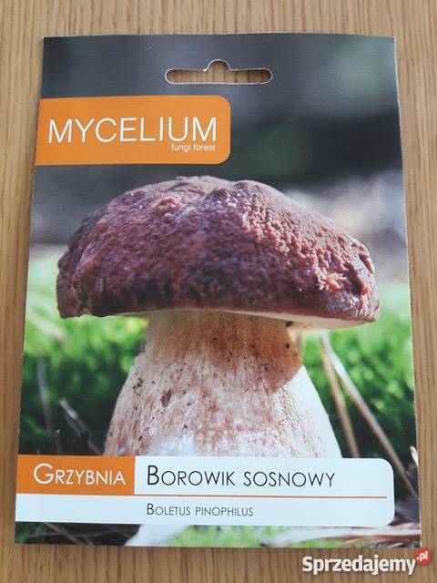 Grzybnia Borowik Sosnowy Prawdziwek Grzyby w