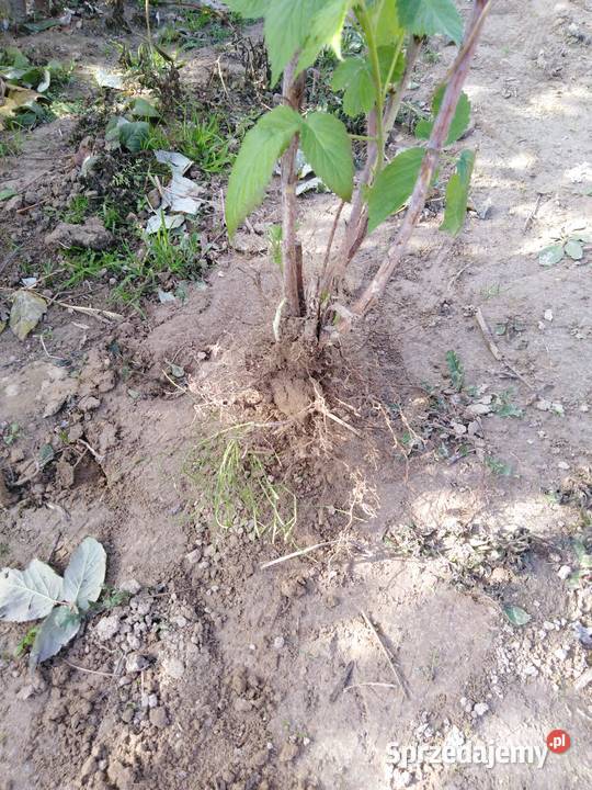 Sadzonki maliny jesiennej Polesie Sól sprzedam