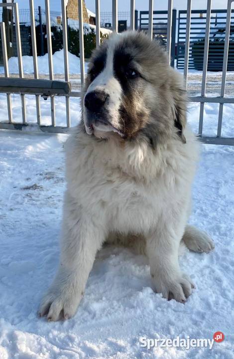 Mastif Pirenejski 4 szczeniaki (psy) FCI dostępne od zaraz ZKwP Krakow