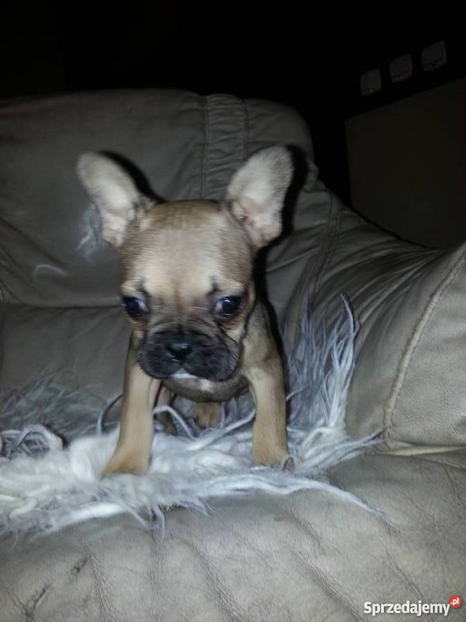 buldog francuski Konin