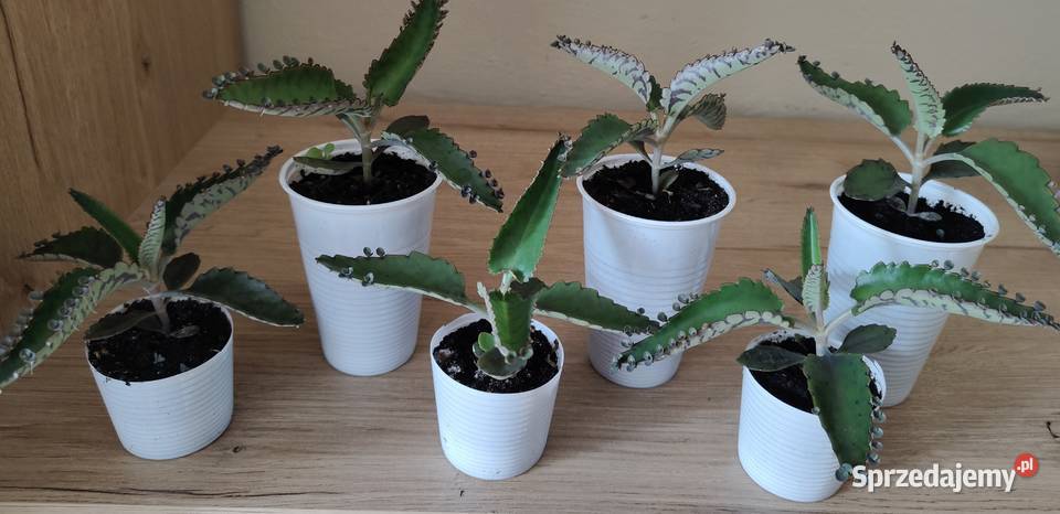 Żyworódka oddam kawę Zielone Rzeszów sprzedam