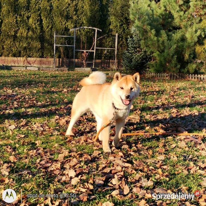 Shiba Inu czerwony przemiły piesek Bychawka Trzecia