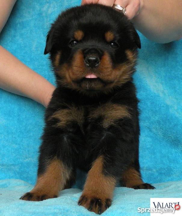 Szczenięta rasy Rottweiler rodowód ZKwP Psy Zaskale
