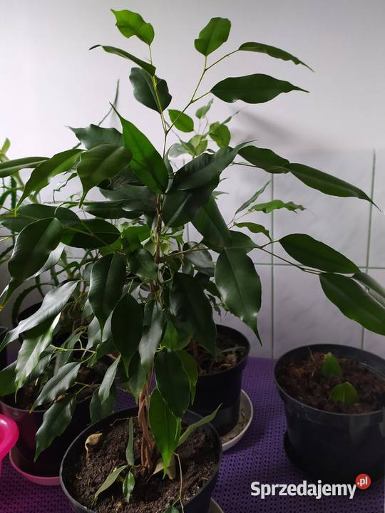 Figowiec benjamina Zamość sprzedam