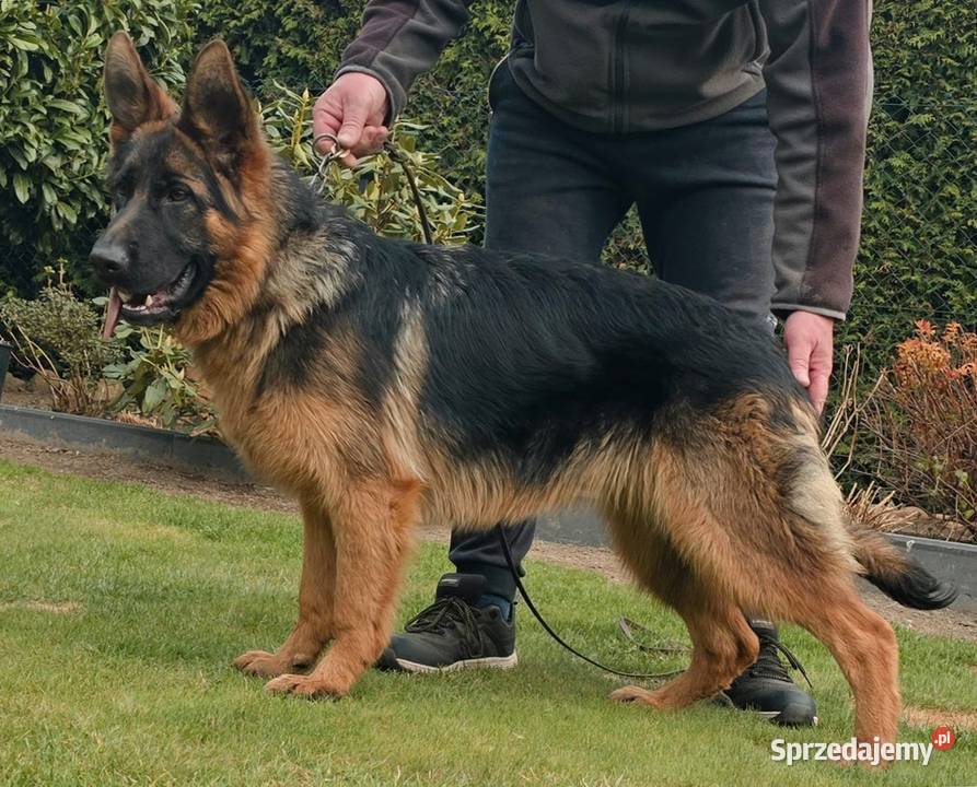 Owczarek Niemiecki Suka Rodowód FCI sprzedam