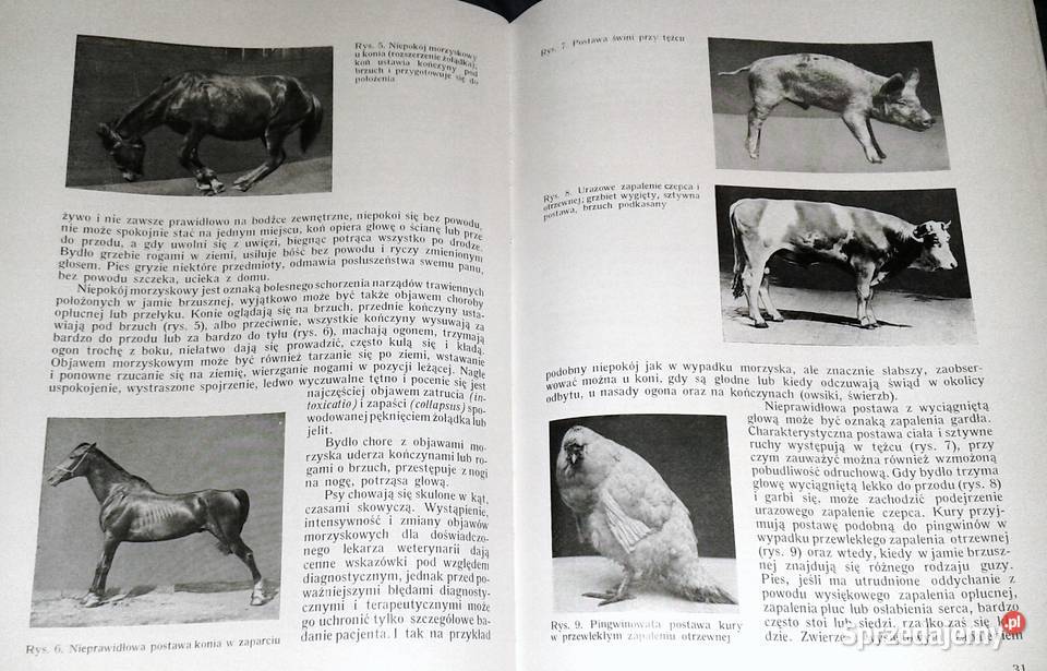 Weterynaryjna diagnostyka kliniczna Janos Mocsy Chełm sprzedam