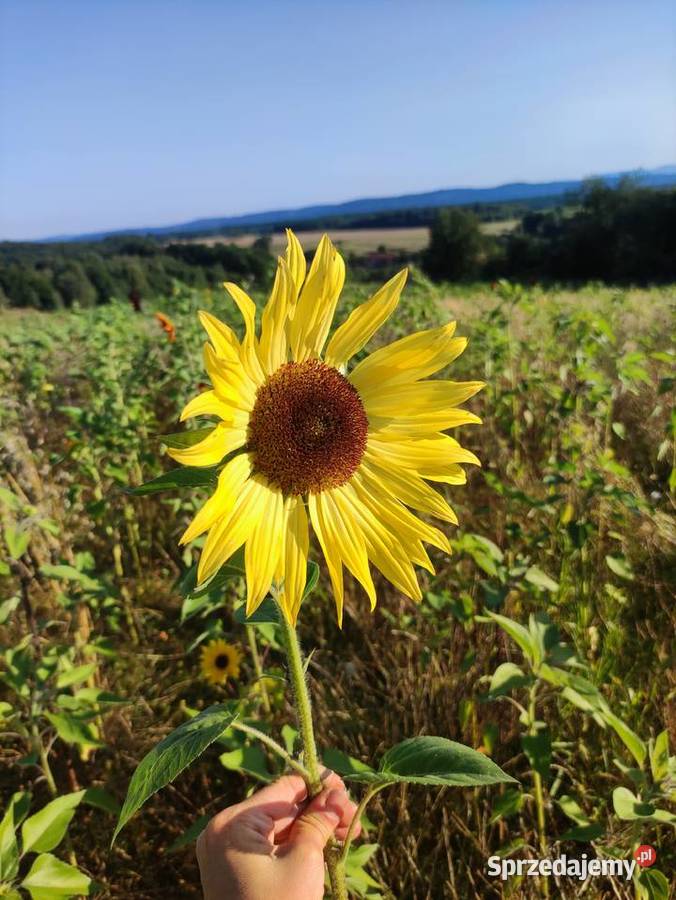 Słonecznik dekoracyjny kwiat cięty Wrocław