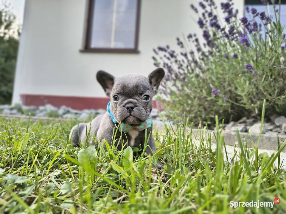 Buldog francuski sprzedam