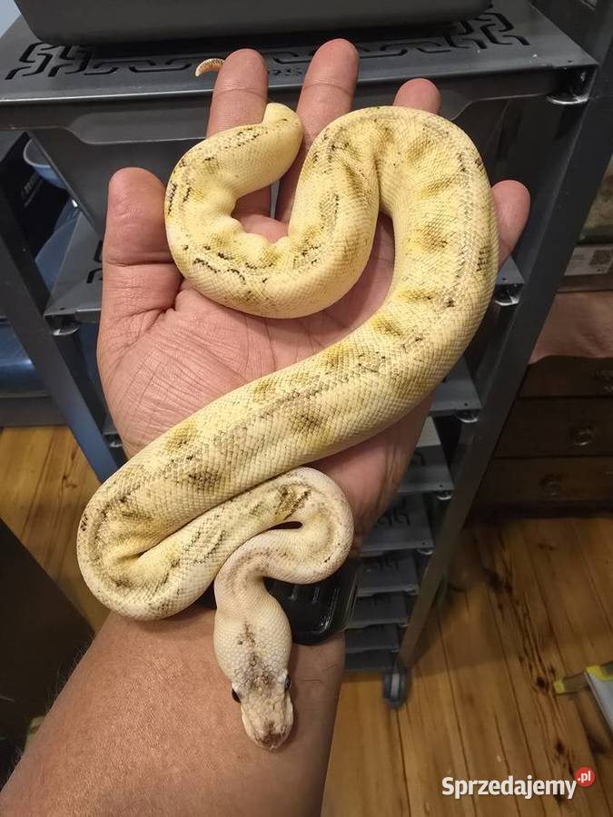 Python Regius CB20242025 pywatne kolekcji Bytom