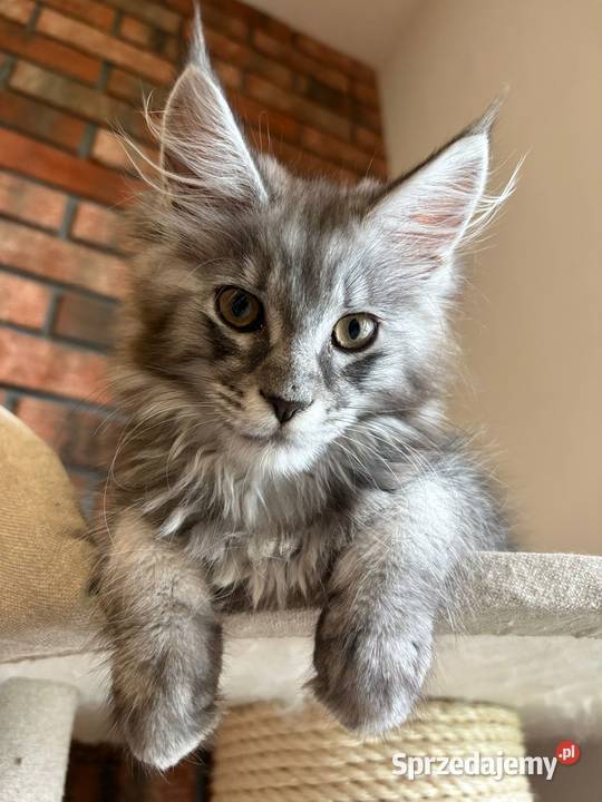 Maine Coon Kotka Mia kujawsko-pomorskie Szembruk sprzedam