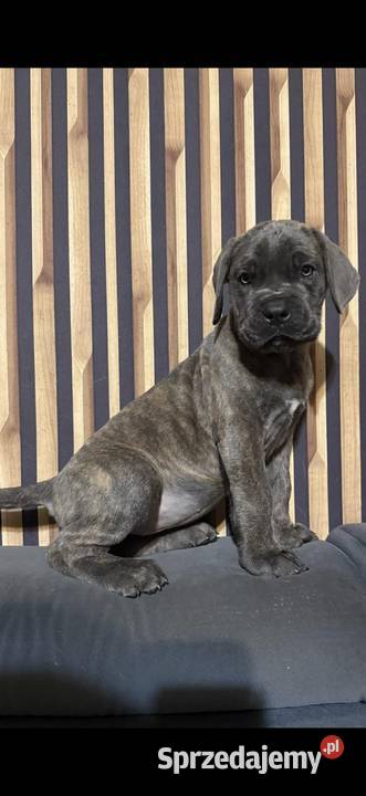 Cane corso Italiano Mogilno