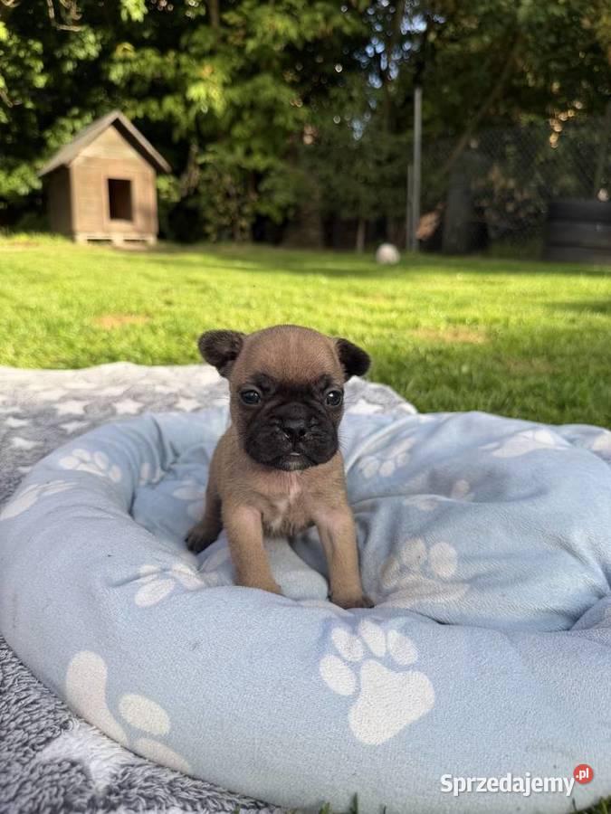 Buldog francuski Puszczykowo