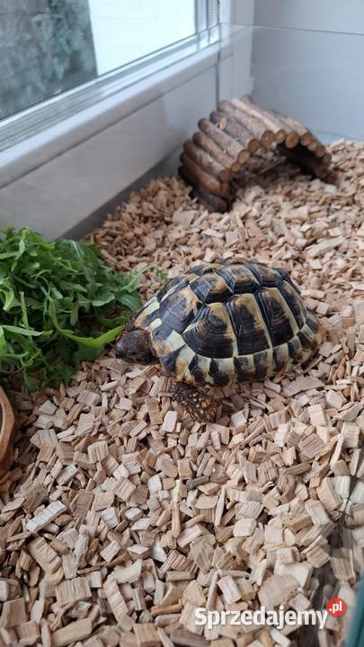 Sprzedam żółwia greckiego Człuchów
