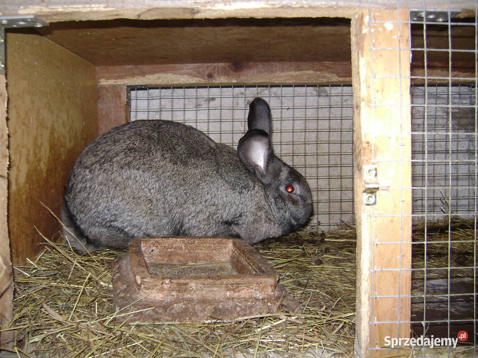 Króliki Moszczenica