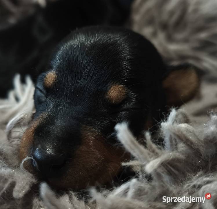 Szczenięta Pinczer Miniaturowy ZKWP fci Łochów