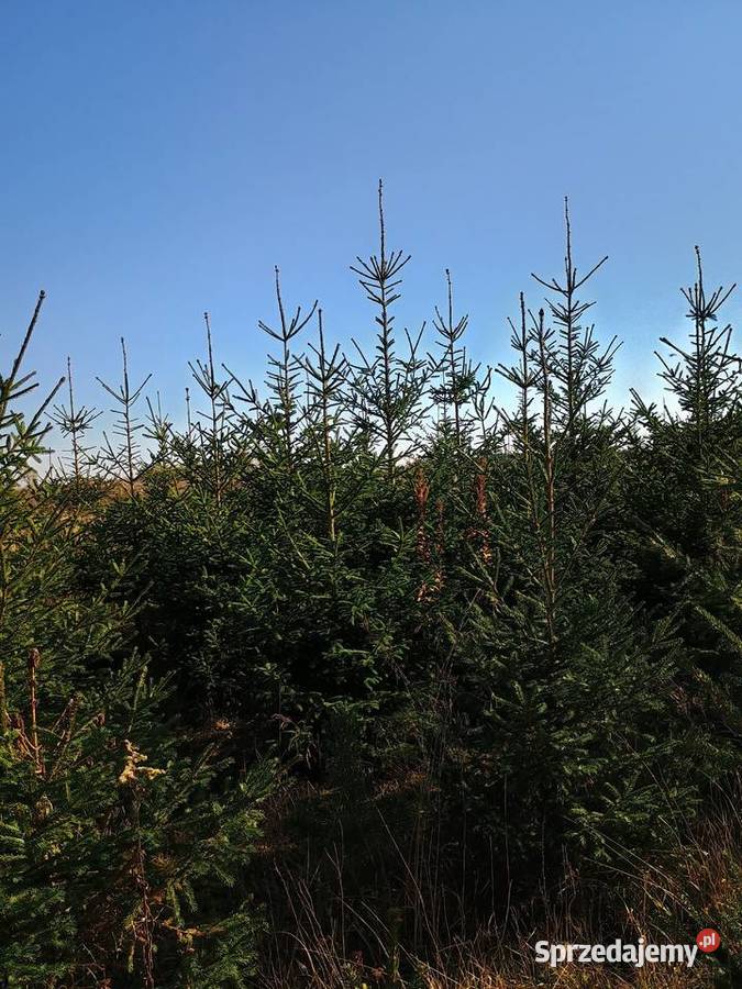 Sprzedaż hurtowa choinek Świerk Iglaste Staszów