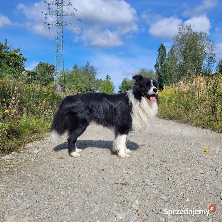 Reproduktor Border Collie FCI Katowice
