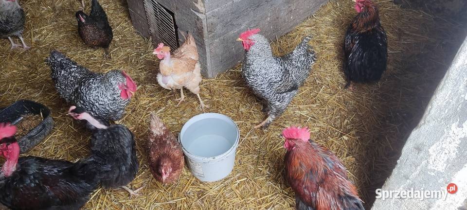 Młode koguty z wolnego wybiegu różne rasy Drób i ptactwo Michów