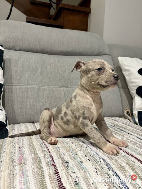 Amstaff Merle Zwierzęta Grodzisk Wielkopolski sprzedam