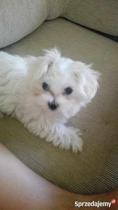 Maly Slodki Maltanczyk Żywiec sprzedam