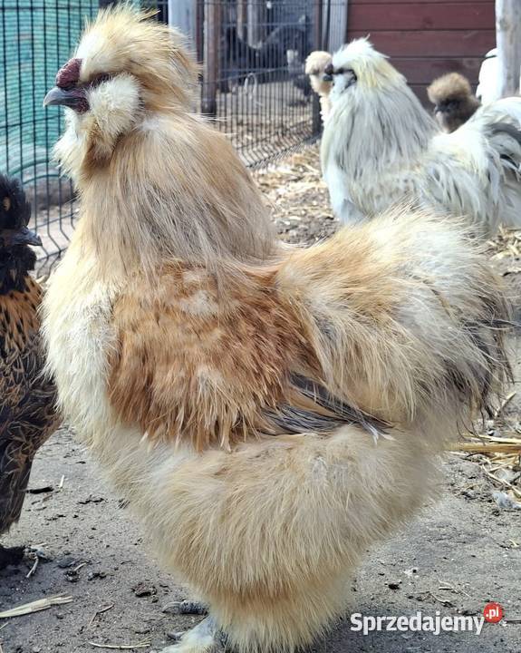 Jajka lęgowe silki usa Łochów