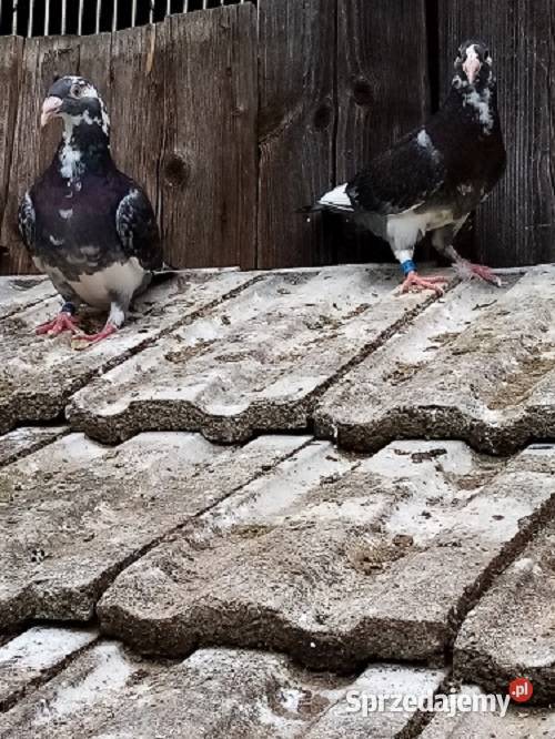 Mulemansy sprzedam parę młodych Zakliczyn