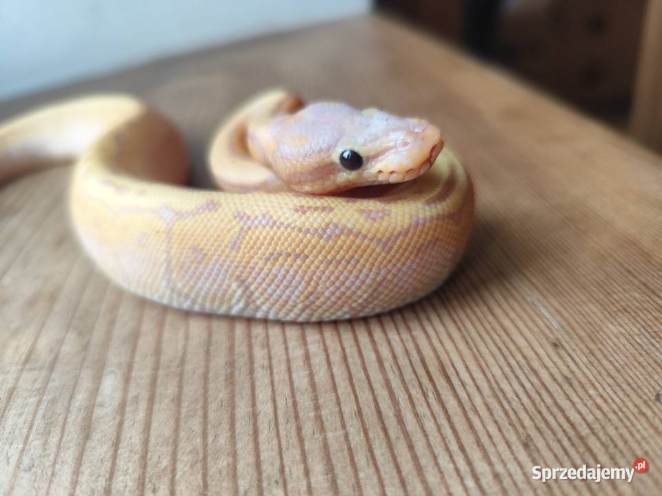 Młody samiec banana pinstripe Zwierzęta Pruszków