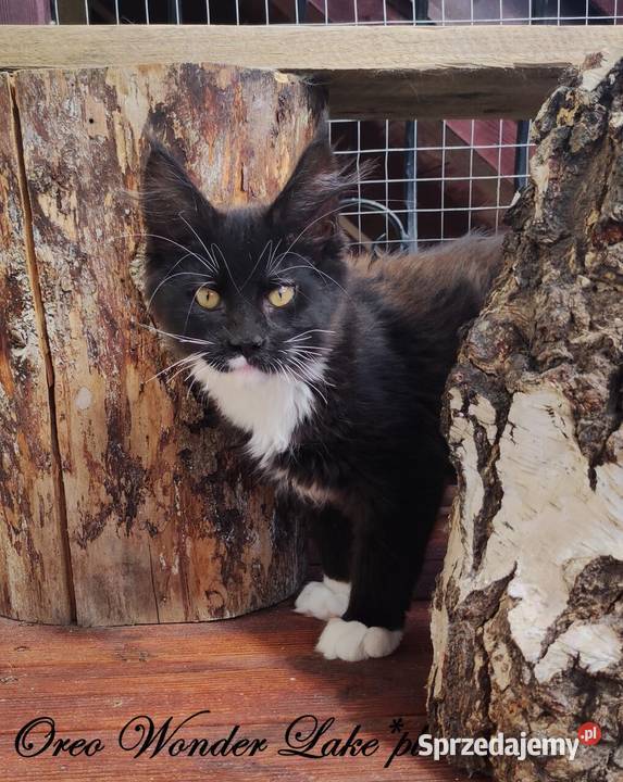 Czarno biały kocurek Maine Coon Oreo FPL Gdańsk
