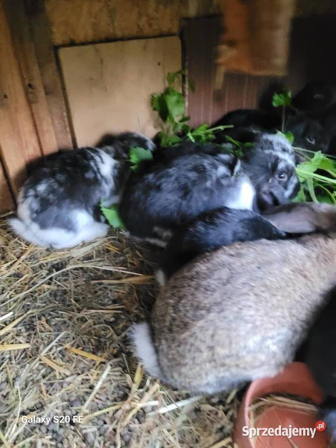 Barany francuskie Gryzonie Żłobizna