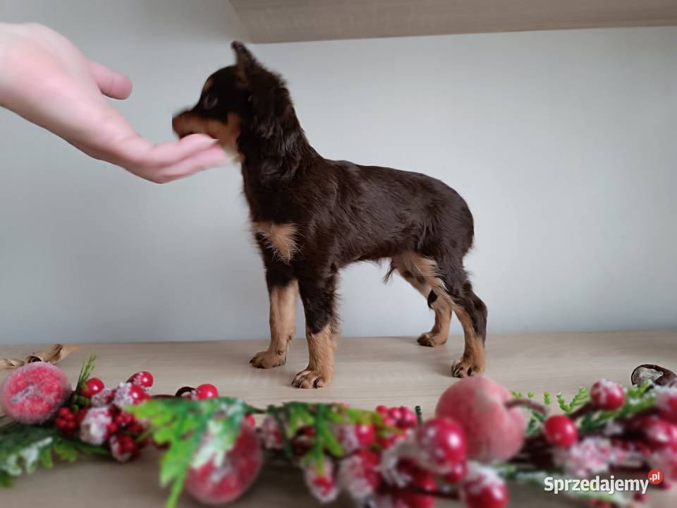 Rosyjski Toy z dokumentami FCI Kielce sprzedam