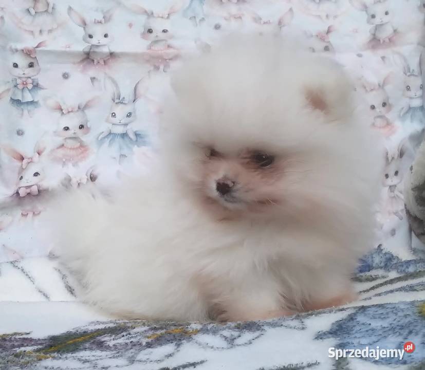 Pomeranian szpic miniaturowy cudowna MALUTKA Szpic miniaturowy Warszawa