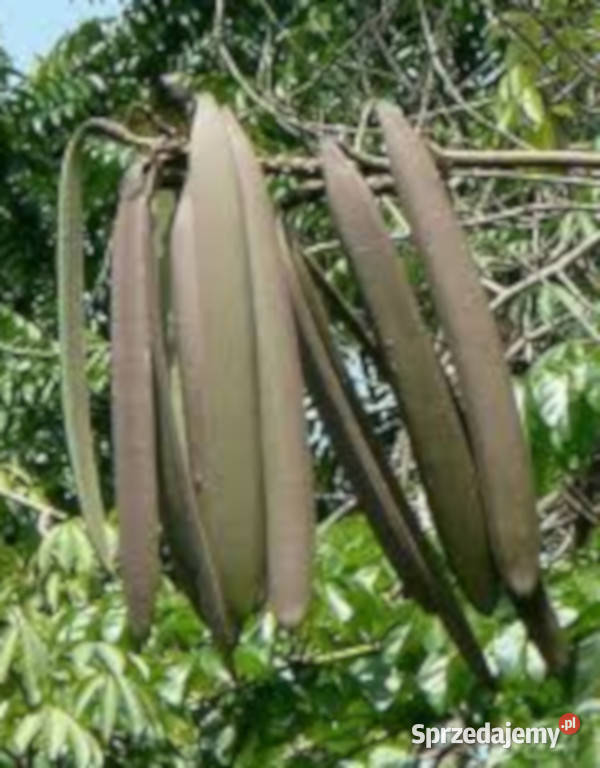 OROXYLUM INDICUM Oroxylum indicum NASIONA 100g Lubanie