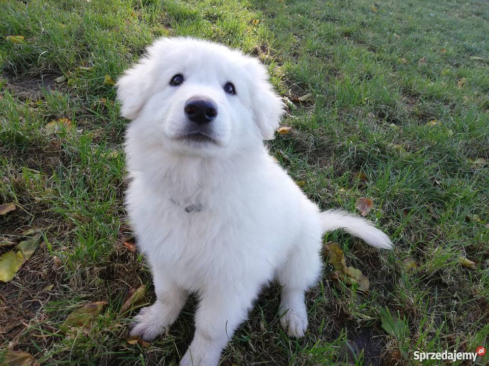 Biały Owczarek Szwajcarski szczeniaki ZKwP FCI Wrocław sprzedam