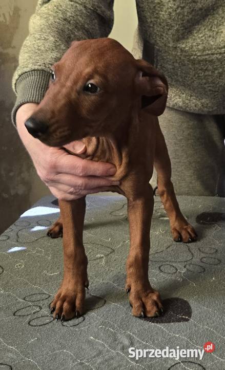 Pinczer średni szczenięta rodowodowe sprzedam