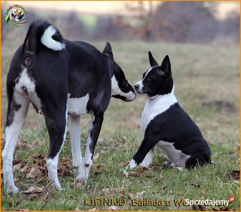 Basenji szczenięta FCI Barczewo